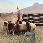 خرفان نعيم بريات ( تم البيع)