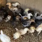 صيصان دجاج