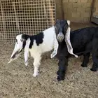 دواغير للبيع