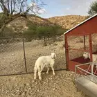 كلي كفو ومن انتاج طيب الي يبغاء فحل
