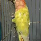 للبيع جوز روز منتج ( تم البيع )