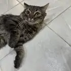 قط للبيع المستعجل