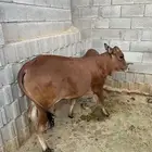 حسيله طيبه جدا جدا صغيره