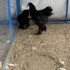 طقم براهما