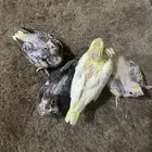 فراخة كروان ( تم البيع )