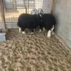 نجديات ثنوات