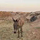 حمارين للبيع