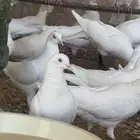 حمام فرنسي