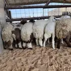 للبيع ذبايح فاخره مع خدمة الشراء عن طريق تابي