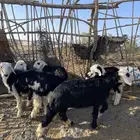 طليان ورخال