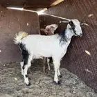 تيس وجفره