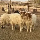 اربع خرفان طيبات