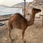 قعود