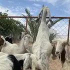 معزا هولنديات