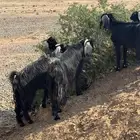 معزا مراح للبيع