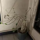 شجرة للبيع مشتل نخل مزرعة زراعة