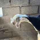رخال نجد صنف