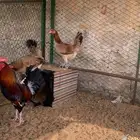 دجاج عربي ترثه