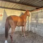 فرس شعبيه شيخه الي يدور الزين