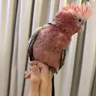 كوكاتو قالا الطير معروض عند مؤسسة ركن الحيوان