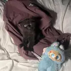 قطط