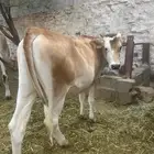 ابها