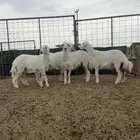رخال صنف