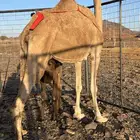 خلفه حمرا ساحليه مجموع ب 8800 يبلاش