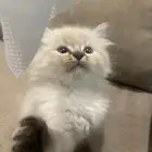 قط شيرازي