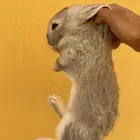 ارانب للبيع