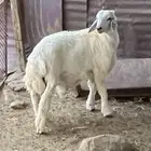 طلي ذبيحة