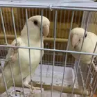 ببغاء روز البينو زوج للبيع