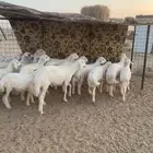خرفان حري العدد24