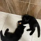 قطط تبني