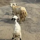 كباش بلدي