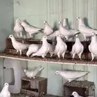 حمام لاحم سوبر جانبو