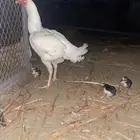 دجاجه سنديه صافي تحتها ستة فروخ