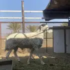 خروف فحل سنه رباع