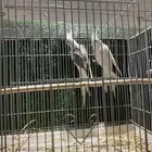ذكر كروان بايد