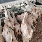 تيوس صومالية جذعان جملة وتفريد