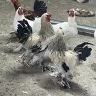 ديكة براهما 30 ريال