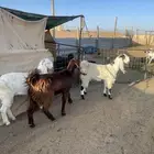 للبيع عدد5جفار مشاريك قبرصيه مصريه