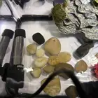 سلاحف برمائية للبيع