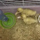 صوص بط   للتبني