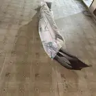 صدام سوناتا 2018 - 2019