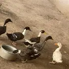 بط بكيني منتج باذن الله