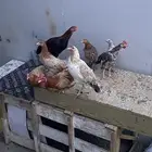 دجاج لبدي شرط