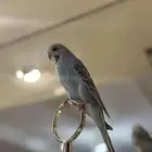 طير بادجي موب اليف مع القفص على السوم