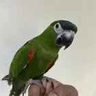 ببغاء ميني مكاو اليف