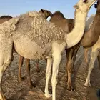 بكره باتليه للبيع
